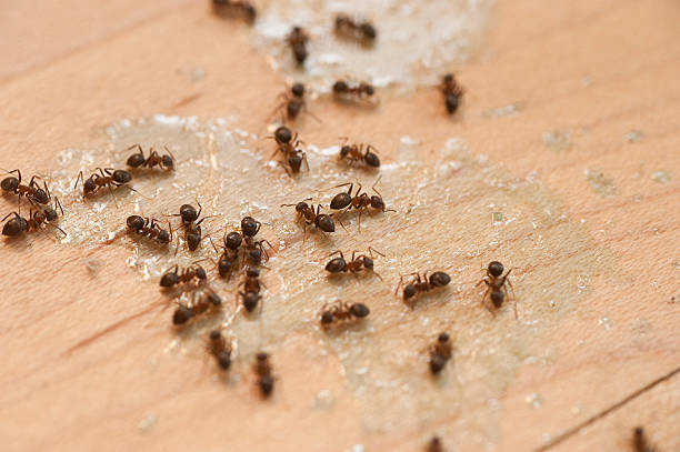 Best Spider Control Near Me  in Wurtsboro, NY